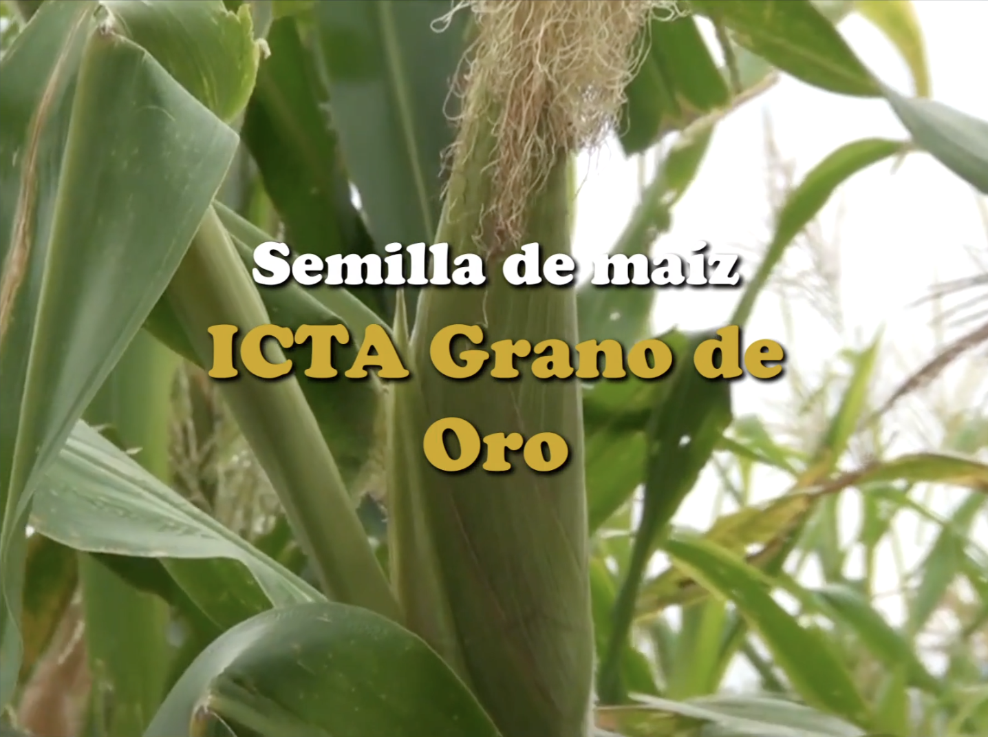 Video promocional, ICTA Grano de Oro