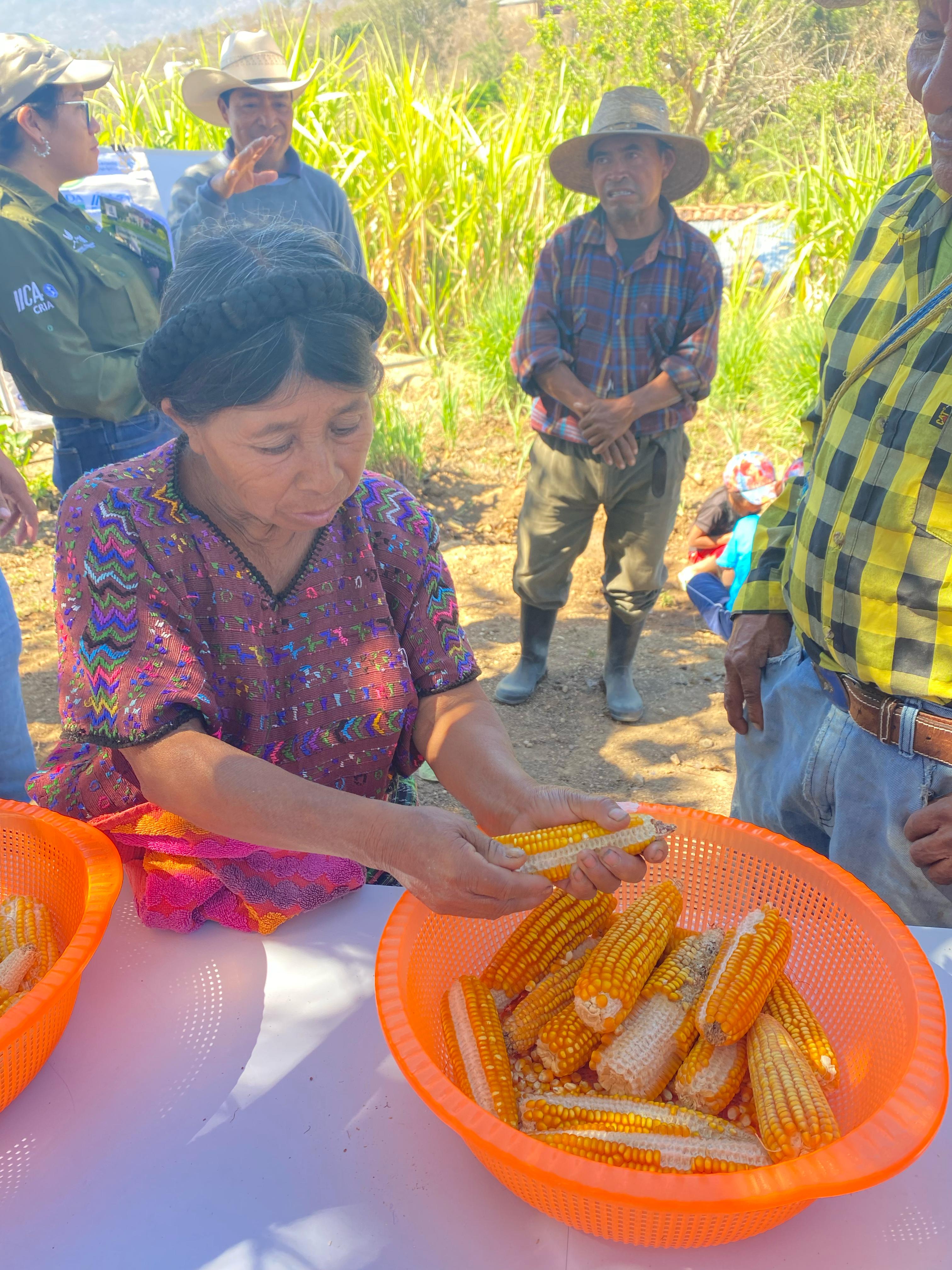 Productores pudieron observar de cerca e incluso tocar las mazorcas de maíz variedad ICTA SIAM