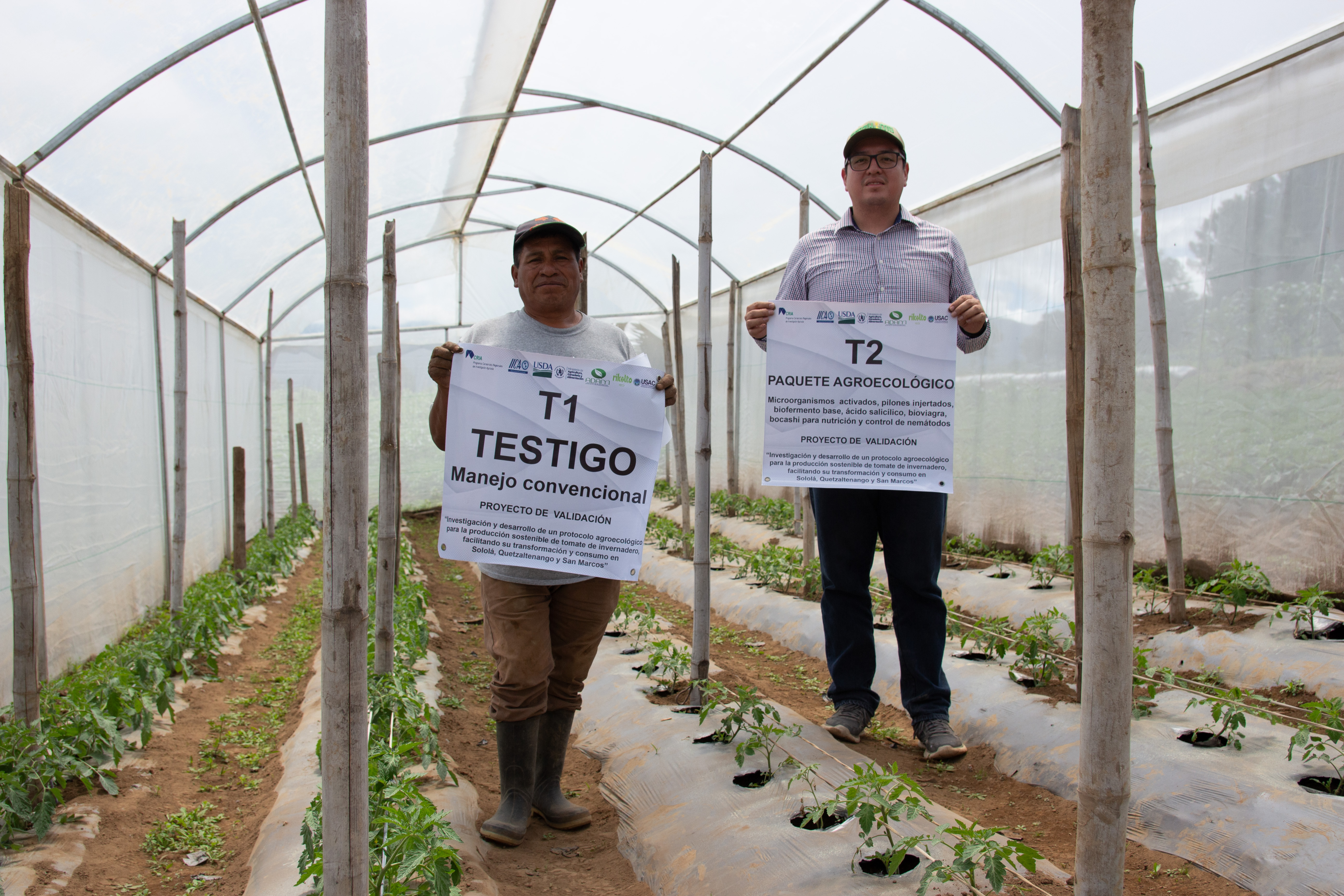 Testigo 1 con manejo convencional y testigo 2 con la aplicación agroecolçógica.