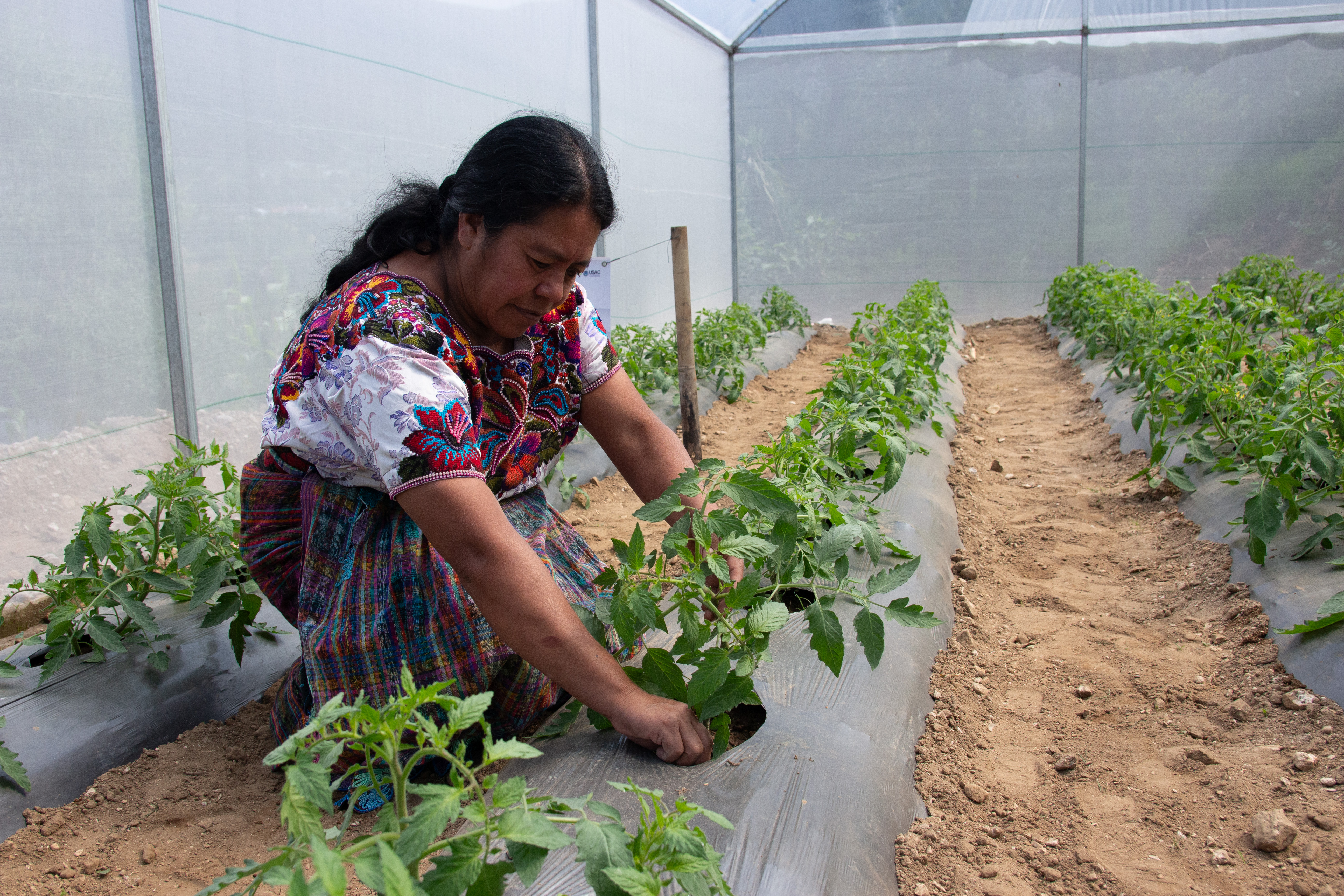 Productores implementando práctica agroecológica en el cultivo de tomate.