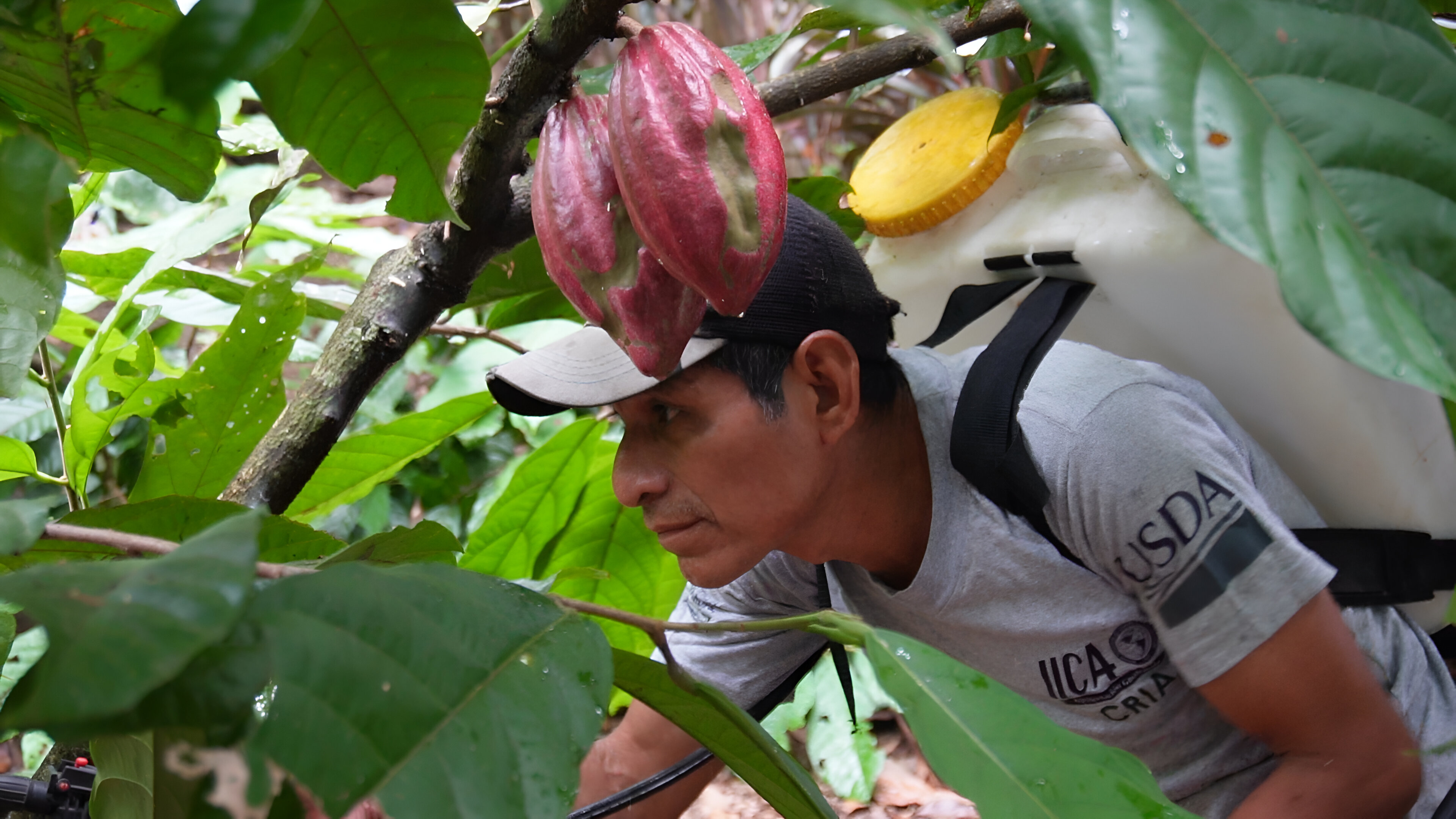Juan Tzir, Productor de cacao en Chibayl, Lanquín, Alta Verapaz