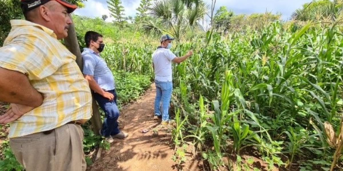 Proyecto maíz