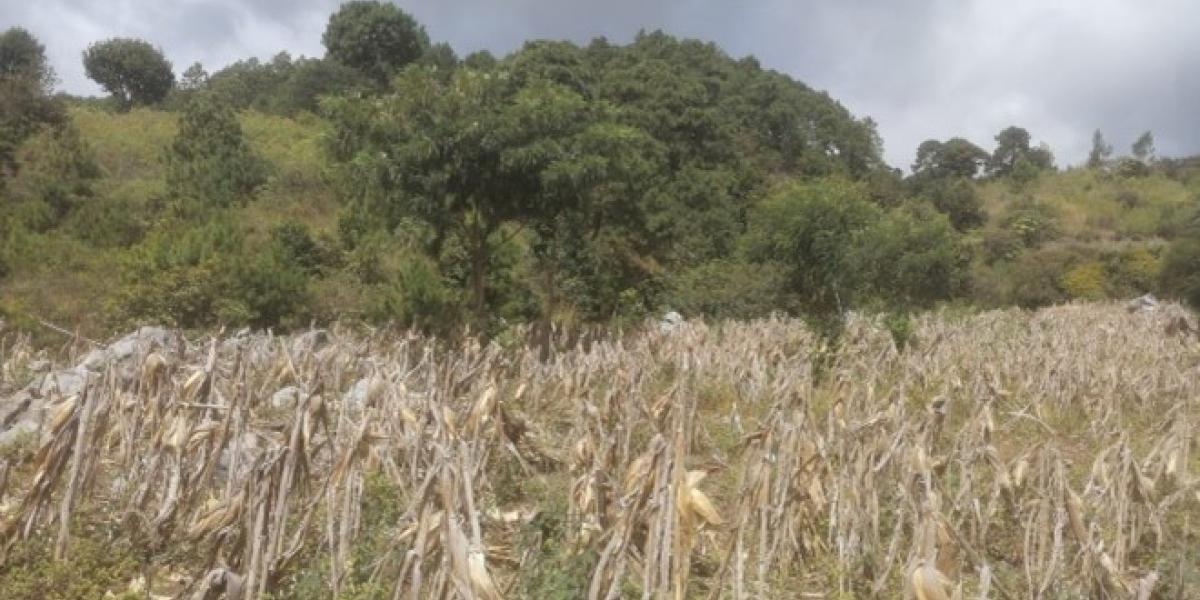 Proyecto maíz