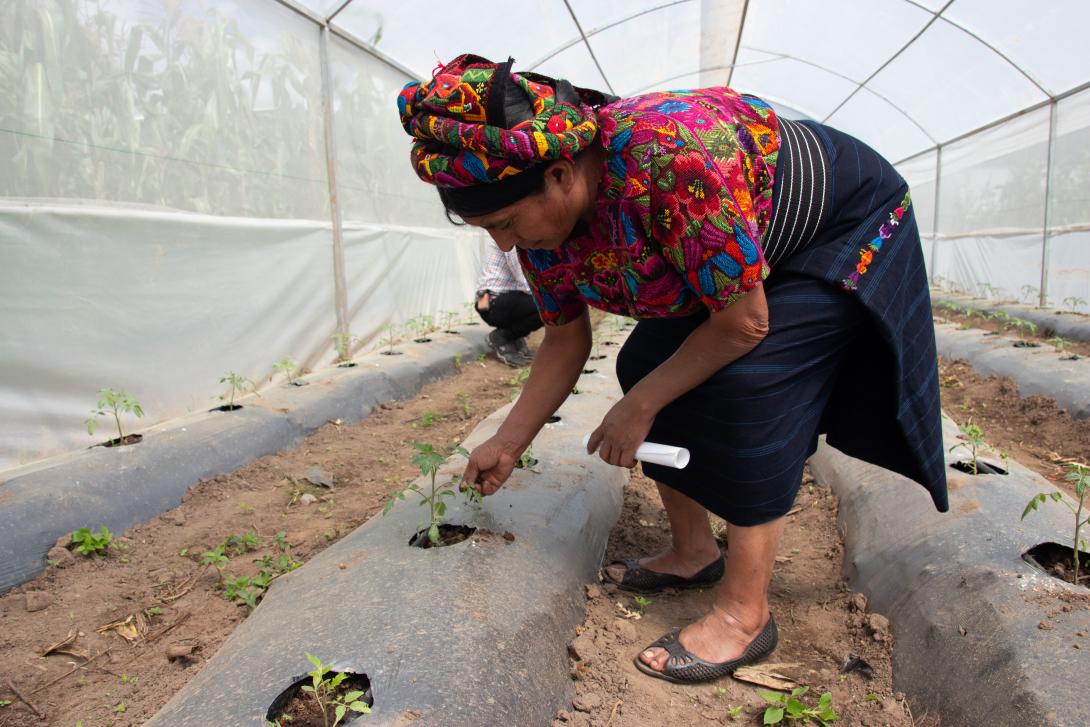 Productora de tomate implementando técnicas agroecológicas en su parcela en Sololá