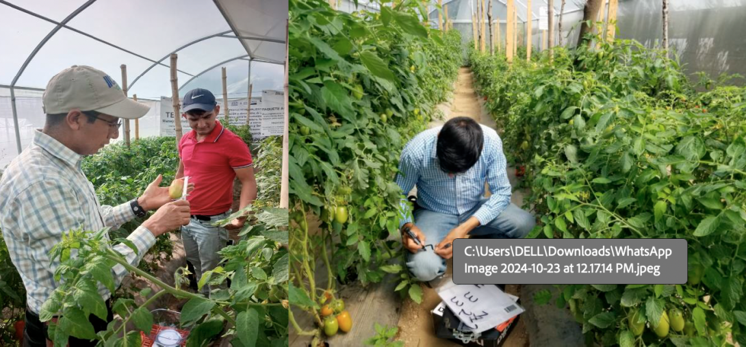 Se desarrolló una investigación para diseñar un protocolo agroecológico de producción de tomate en invernadero, orientado a promover alternativas más sostenibles que faciliten su transformación y consumo, protegiendo la salud humana y el ambiente.